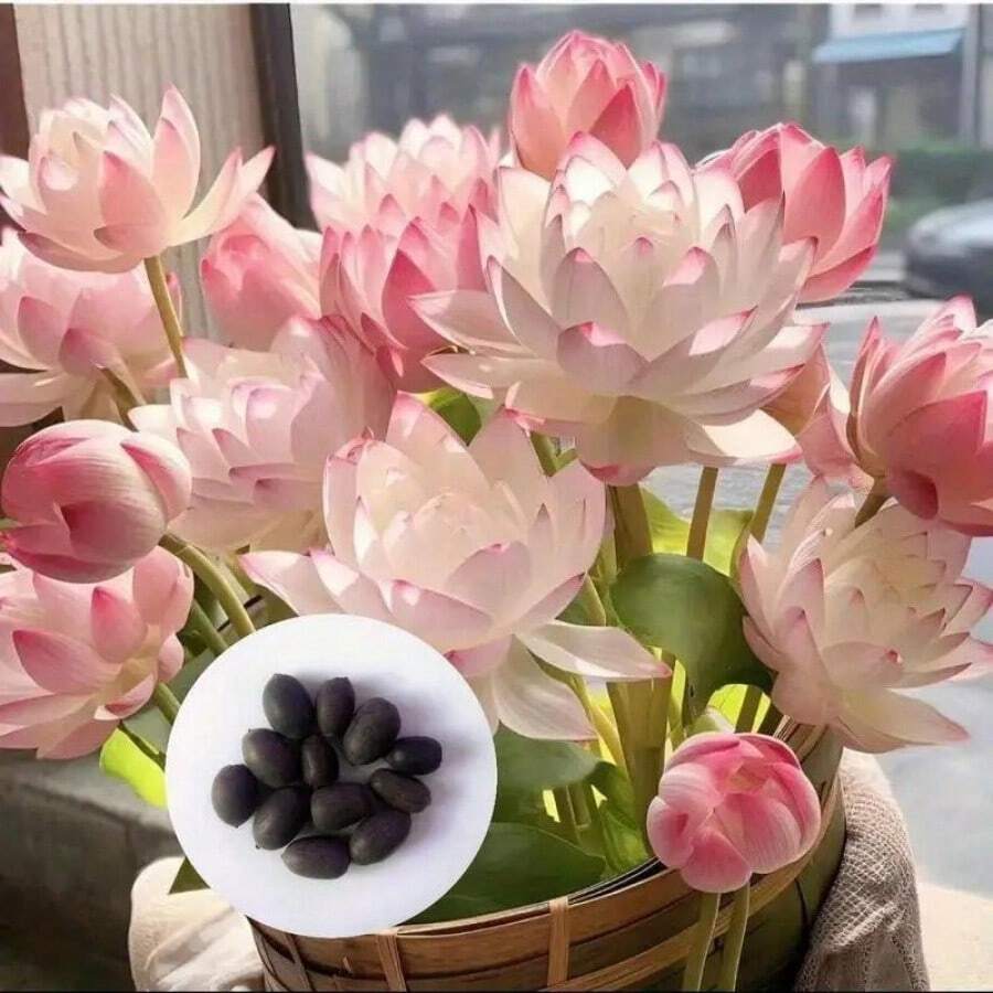 60pcs Mix Bonsai TWE5 Lotus Seeds For Planting In Water Bowl Lotus Seed Water Lilys Flower Plant For Ponds And Gardens