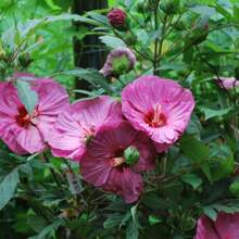 Cold Resistant Hibiscus Garden Seeds: 71non Genetically Modified Traditional Flower Seeds That Can Bloom Beautiful Rose Purple Clover Flowers - 100pcs - View 1