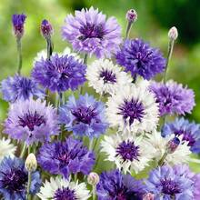 300pcs Cauliflower Seeds - Wonderful Mixture - Open Pollinating Seeds Attract Bees, Butterflies, Pollinators, And Extend Flowering Time - 300Pcs - View 1