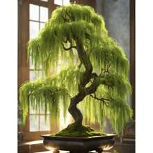 Hey Dina Willow Bonsai Tree - Thick Trunk Start - Cutting - Green - View 2