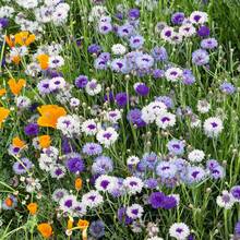 300pcs Cauliflower Seeds - Wonderful Mixture - Open Pollinating Seeds Attract Bees, Butterflies, Pollinators, And Extend Flowering Time - 300Pcs - View 2