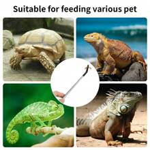 2PCS Stainless Steel Reptile Feeding Tongs With Rubber Tip,Straight & Curved Long Tweezers For Aquarium Or Craft, Bearded Dragon Tank Snakes Enclosure Accessories, Terrarium Supplies - Multicolor - View 10