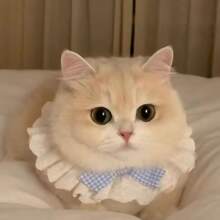 可爱猫咪蝴蝶结项圈可拆卸花卉美学猫咪蝴蝶结项圈蝴蝶结带铃铛适合室内猫咪、小猫和小型犬幼犬 - 彩色 - 查看 5