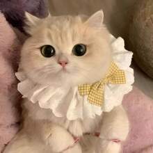 可爱猫咪蝴蝶结项圈可拆卸花卉美学猫咪蝴蝶结项圈蝴蝶结带铃铛适合室内猫咪、小猫和小型犬幼犬 - 彩色 - 查看 4