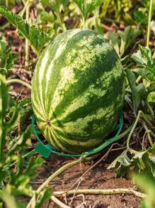 5/10pcs. Plastic Watermelon Support Pallet - Anticorrosion, Sturdy Blue Tray For Garden And Farm Fruit Displays, Perfect For Melons And Large Fruits