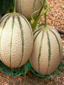 5/10pcs. Plastic Watermelon Support Pallet - Anticorrosion, Sturdy Blue Tray For Garden And Farm Fruit Displays, Perfect For Melons And Large Fruits
