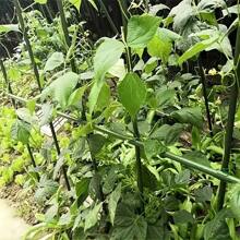 8 pezzi Tubo in plastica e acciaio da 1,1 cm, supporto da giardino per arrampicata delle piante, pergolato di supporto per fiori