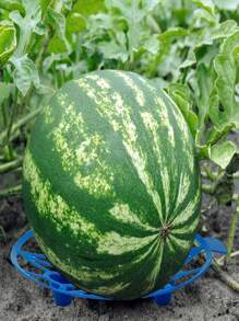 5/10pcs. Plastic Watermelon Support Pallet - Anticorrosion, Sturdy Blue Tray For Garden And Farm Fruit Displays, Perfect For Melons And Large Fruits
