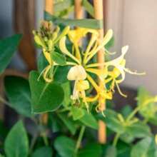 100 Pcs For Honeysuckle Vine Seeds, Honeysuckle, Japan-An Entry-Level Seed For Growing Vines - 100pcs - View 2