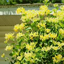 100 Pcs For Honeysuckle Vine Seeds, Honeysuckle, Japan-An Entry-Level Seed For Growing Vines - 100pcs - View 4