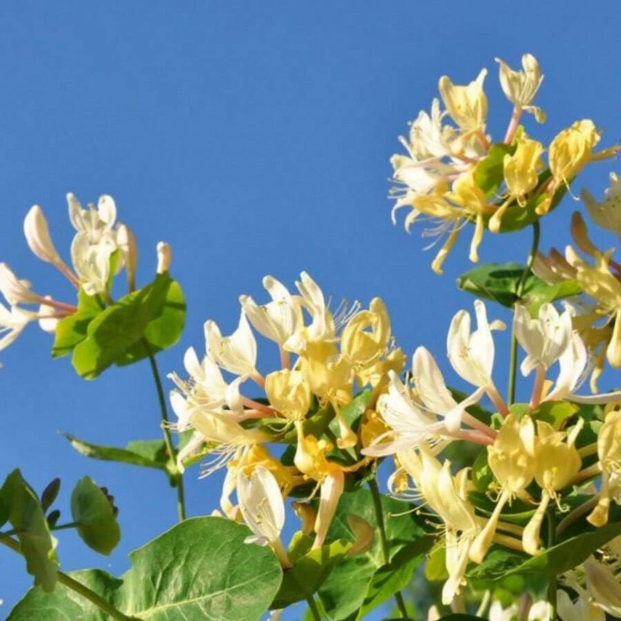 100 Pcs For Honeysuckle Vine Seeds, Honeysuckle, Japan-An Entry-Level Seed For Growing Vines - 100pcs - View 1