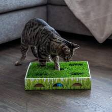 Grass Patch 狩猎盒 猫爱好者和猫妈妈喜爱的玩具 - 綠色 - 查看 7