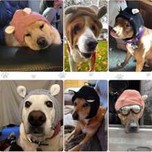 1pc Winter Pet Neck And Ear Warmer Cover, Relieve Stress And Anxiety, Warm Dog Knitted Hat, Dog Earmuffs Anti-Noise, Protect Pets From Noise - Multicolor - View 9