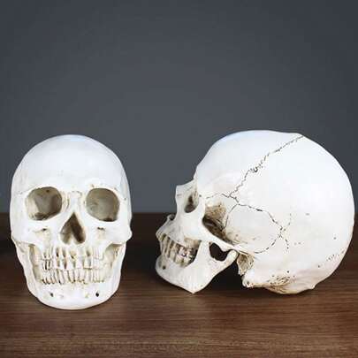 1pc Adult Human Skull Anatomical Model, 1:1 Life Size Human Skull Model For Education And Art Projects, Replica Resin Realistic Human Skull Head Bone Statue Decoration