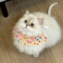 Pet Birthday Hat, Scarf & Bib, Cat & Dog Headband, Birthday Decorations, Cute Photo Props