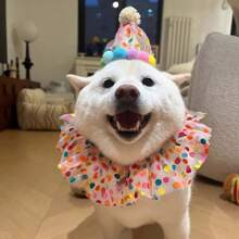 Pet Birthday Hat, Scarf & Bib, Cat & Dog Headband, Birthday Decorations, Cute Photo Props