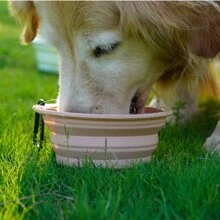 Bols pliables en silicone pour chien et chat, bol double pour animaux de compagnie pliable, gamelle d'eau et de nourriture pour chat adaptée pour la marche, la randonnée et le camping