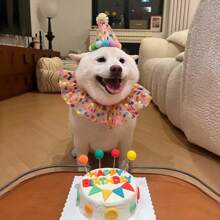 Pet Birthday Hat, Scarf & Bib, Cat & Dog Headband, Birthday Decorations, Cute Photo Props