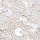 Lentejuelas blancas beige