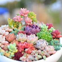 Discount Offer 1, 000 Mixed Germinated Plant Seeds