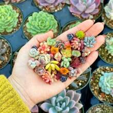 Discount Offer 1, 000 Mixed Germinated Plant Seeds