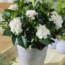 300 Pure White Peony Seeds Are Suitable For Home Gardening - ML300 pcs - View 10