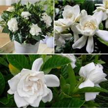 300 Pure White Peony Seeds Are Suitable For Home Gardening - ML300 pcs - View 6