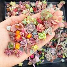Discount Offer 1, 000 Mixed Germinated Plant Seeds