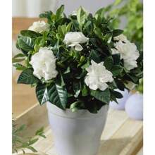 300 Pure White Peony Seeds Are Suitable For Home Gardening - ML300 pcs - View 7