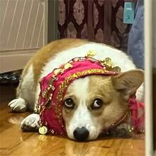 1 peça de fantasia de dança do ventre brilhante para cachorro com cinto, cortina de cauda de poliéster, dança para animais de estimação, fantasia para animais de estimação, presente para cães, atmosfera festiva, muito divertido.