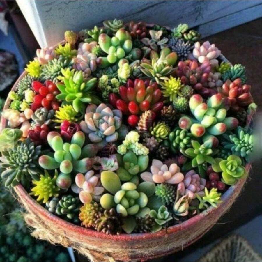 Discount Offer 1, 000 Mixed Germinated Plant Seeds