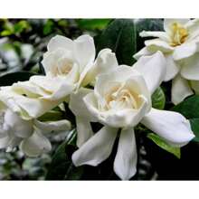 300 Pure White Peony Seeds Are Suitable For Home Gardening - ML300 pcs - View 5