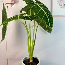 4pcs Plant Fixation Clips Plant Climbing Support Racks Stem Gatherer