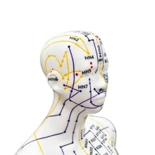 52CM Adult Human Body Acupuncture Model Chinese Medicine Man/Woman Meridians Models Teaching Medical Education Tool - 52cm - View 4