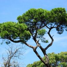 Semilla de Pino Piñonero Italiano - talla grande de 100 semillas para cultivar tus propios piñones con semillas de jardín heiredatas - 1 paquete - Ver 1