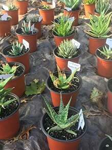 100 Stück weiße T-förmige Pflanzenetiketten, wasserdichte Outdoor Garten Pflanzenschilder, wiederverwendbare Baumschul-Pflanzenschilder für Gärtner und Hausbesitzer, geeignet für Pflanzungen, Töpfe und Saattabletts, Frühlingsfest