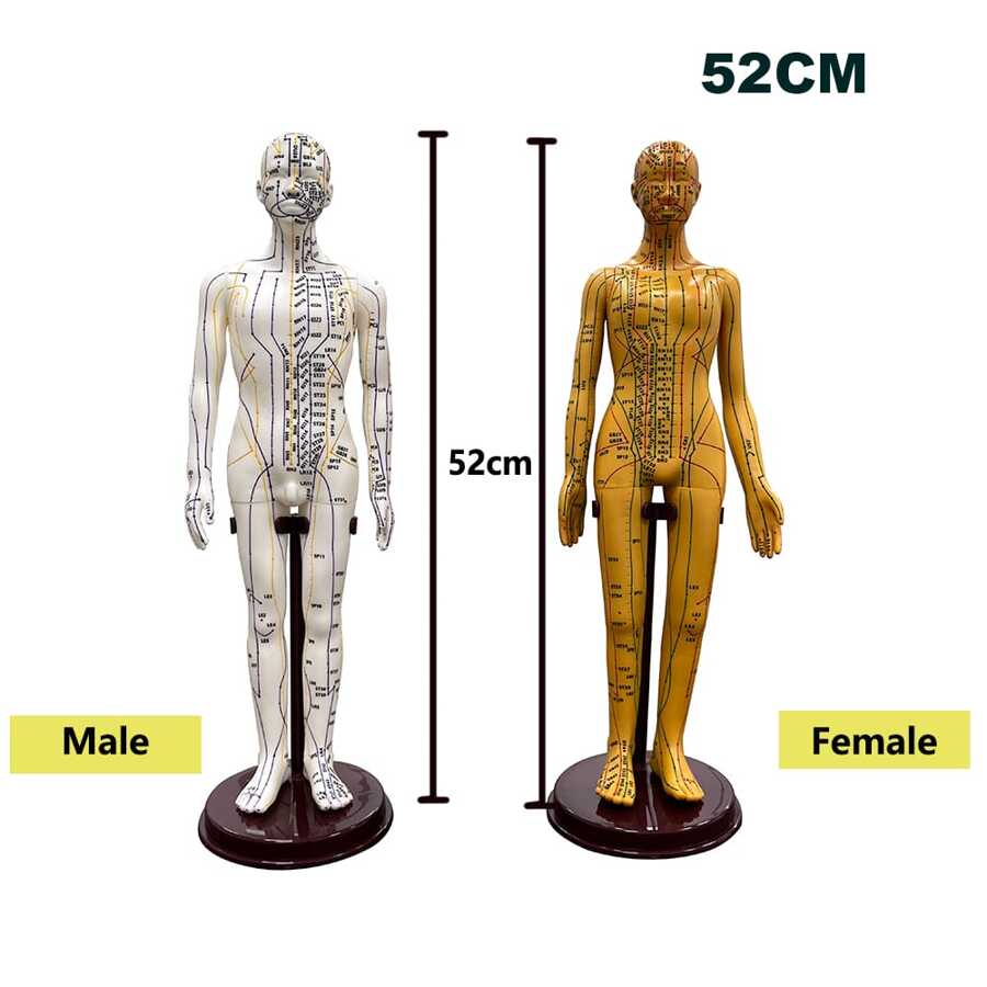 52CM Adult Human Body Acupuncture Model Chinese Medicine Man/Woman Meridians Models Teaching Medical Education Tool - 52cm - View 1