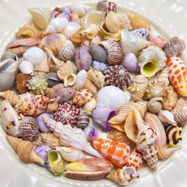 50g, 100g/Tüte bunte Muschel- und Meeresschneckensande - Muschel- und Meeresschneckenhandwerkskunst, Aquarienlandschaft, natürlicher Ozeanstil Heimdekoration, Perlmutt-Schmuck-DIY-Material