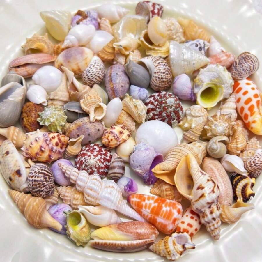 Bolsa de 50g, 100g de arena de conchas y caracoles marinos de colores - Artesanía de conchas y caracoles marinos, paisaje de acuario, decoración del hogar con estilo natural oceánico, material DIY para joyería y perlas de conchas