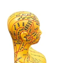 52CM Adult Human Body Acupuncture Model Chinese Medicine Man/Woman Meridians Models Teaching Medical Education Tool - 52cm - View 5