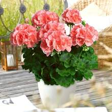 92varieties Of Mixed Hibiscus Seeds, Suitable For Planting In Perennial Gardens That Can Bloom Year-Round - 100pcs - View 3