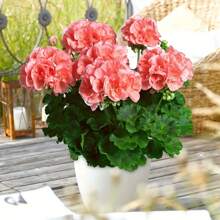 92varieties Of Mixed Hibiscus Seeds, Suitable For Planting In Perennial Gardens That Can Bloom Year-Round - 100pcs - View 4