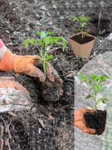 50/60/10/12 Cells Nursery Pots For Seedling, 1/5 Sets Seedling Pots Without Plant Label, Plant Seed Starters Kits For Garden, Waterproof In Early Stage, Dmposes Into Fertilizer Over Time