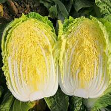 100 Seeds Cabbage Seeds-Traditional Varieties Gardening Seeds For Growing Delicious And Healthy Vegetables - 100 Seeds - View 1
