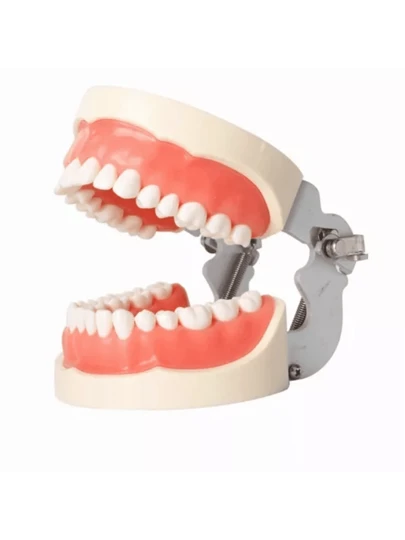 Modelo de Dientes estándar Desmontable demostración de tipodonto con Destornillador para la práctica docente