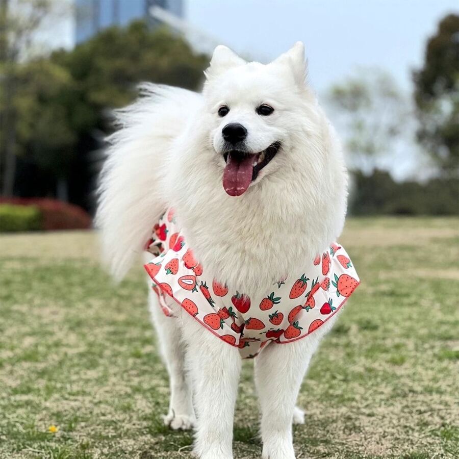 A Pet Medium And Large Dog Strawberry Ditsy Floral Skirt, A Pet Golden Retriever Labrador Cute Skirt - Red - View 1