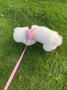 1pc Shiny Heart-Shaped Pet Harness With Pocket, Breathable & Comfortable Material, Sturdy Buckle, Suitable For Small To Medium Cats And Dogs, With Leash