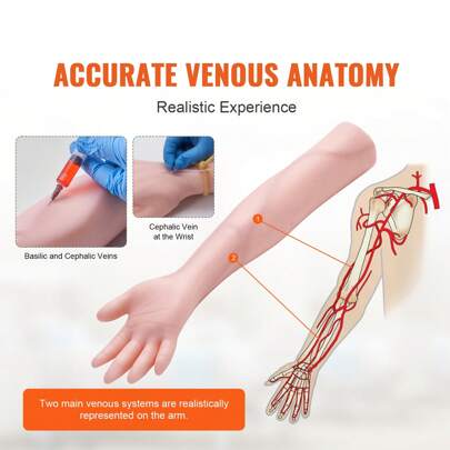 Human Anatomy Model Set – Life-Size & Enlarged Anatomical Models Of Heart, Brain, Skull, Skeleton, Torso, Ear, & Head For Medical Teaching, Science Learning, Nursing & Phlebotomy Training Kits