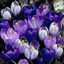 Flower Blue Moon Mix Crocus 20 Bulbs - Blues And Purples - 8/9cm - Stunning Spring Blooms Perennial - B - View 2