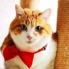 Collier cravate de compagnie ajustable à la mode - Nœud papillon de couleur unie pour animal de compagnie, à simple épaisseur, décoration pour animal de compagnie avec nœud papillon de performance , convient aux petits et grands chiens et chats